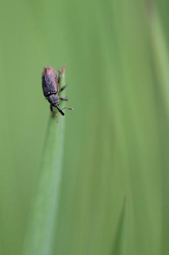Réf. 100 122 : Bradybatus sp.