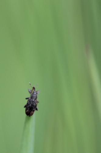 Réf. 100 123 : Bradybatus sp.