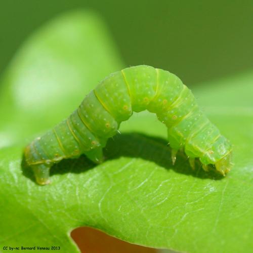 Epirrita sp.