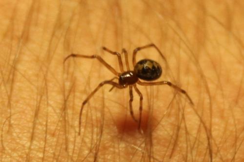 Steatoda triangulosa