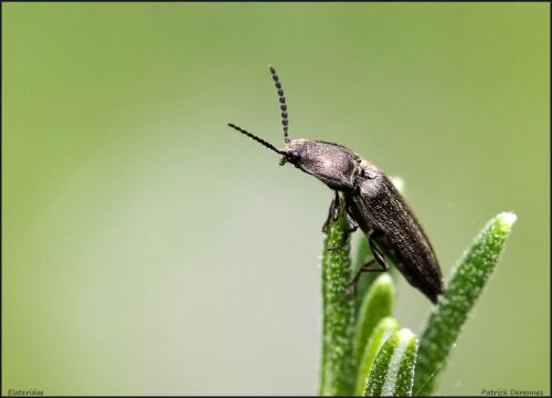 Réf. 100 920 : Cidnopus sp.