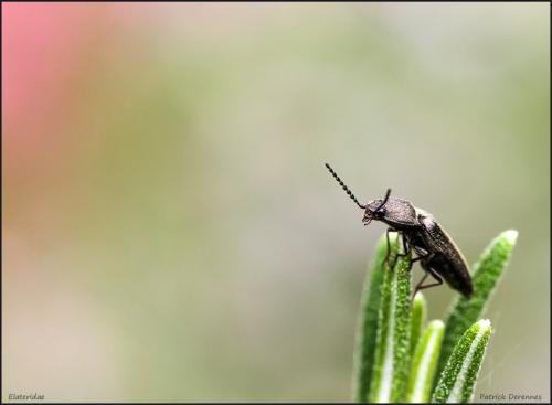 Réf. 100 917 : Cidnopus sp.
