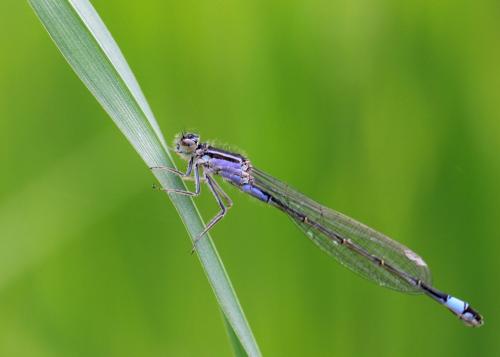 Ischnura elegans