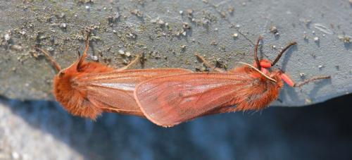 Phragmatobia fuliginosa