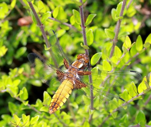 Réf. 100 873 : Libellula depressa