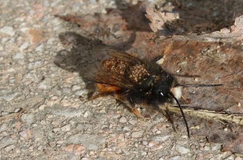 Osmia cornuta