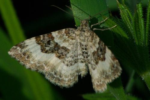 Réf. 100 616 : Epirrhoe sp.