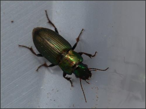 Réf. 100 486 : Harpalus distinguendus