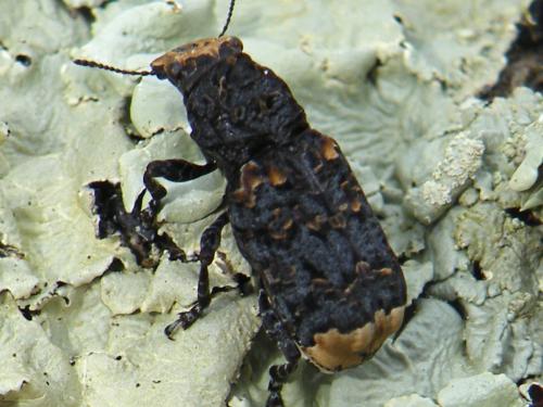 Platyrhinus resinosus