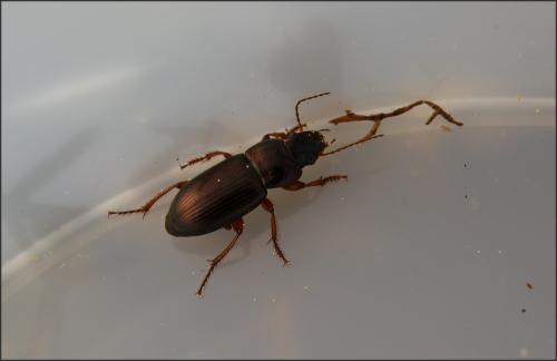 Réf. 100 329 : Harpalus sp.