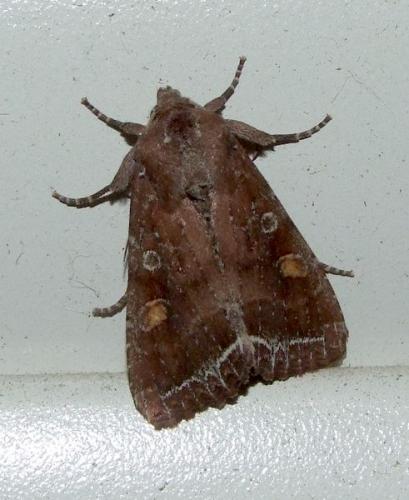 Réf. 100 611 : Lacanobia oleracea