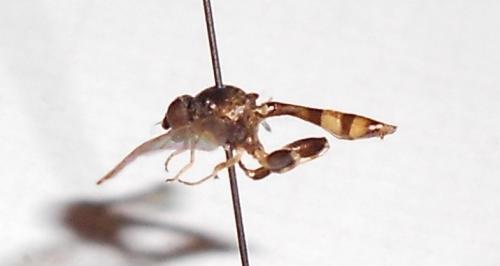 Sphegina clunipes