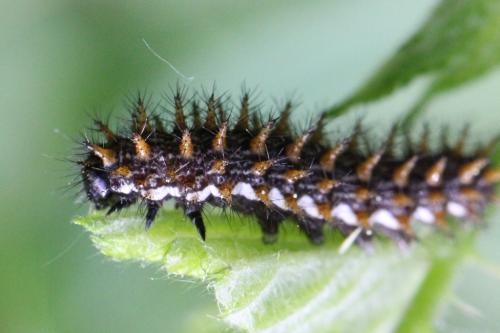Brenthis sp.