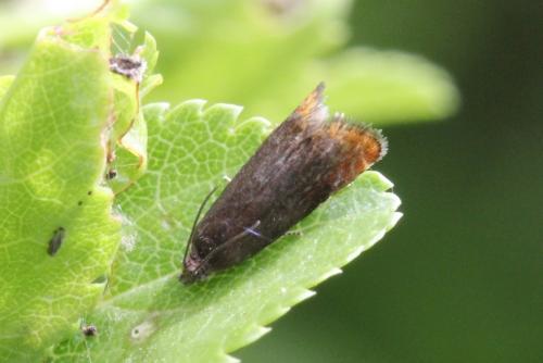 Réf. 100 511 : Pammene rhediella