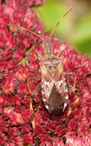Leptoglossus occidentalis