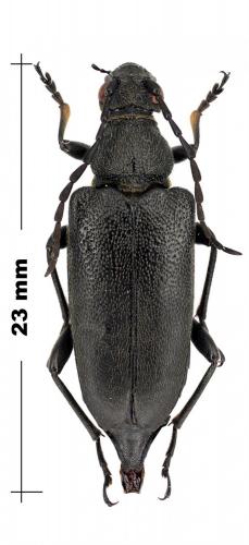 Réf. 100 242 : Stictoleptura scutellata