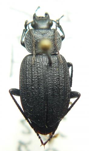 Réf. 100 933 : Licinus silphoides