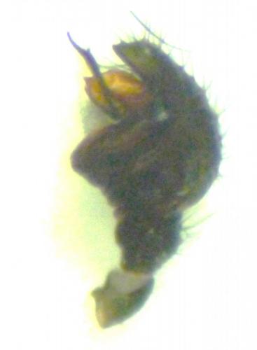 Réf. 100 458 : Lasiargus hirsutus