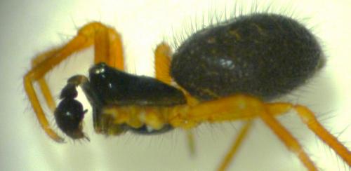 Réf. 100 459 : Lasiargus hirsutus