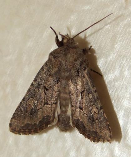 Luperina testacea