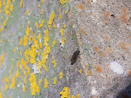 Sialis sp.
