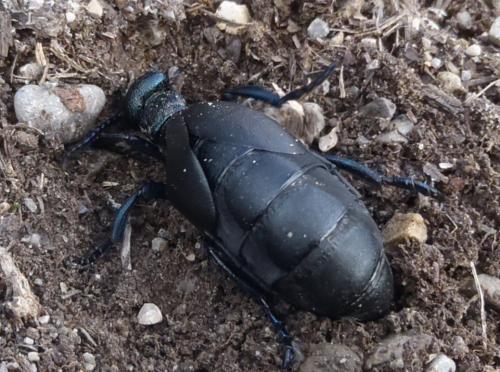 Meloe proscarabaeus