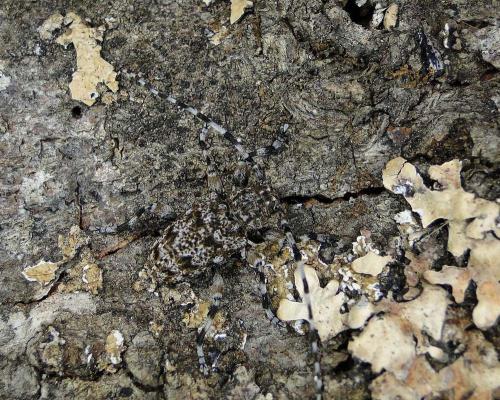 Réf. 100 898 : Aegomorphus clavipes