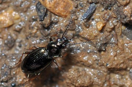 Bembidion sp.