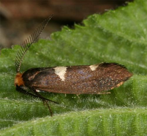 Incurvaria masculella