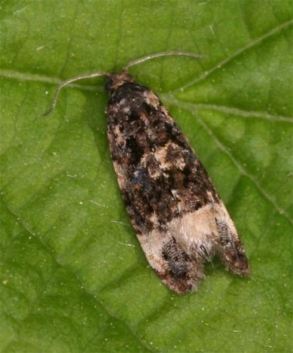 Réf. 100 649 : Endothenia sp.