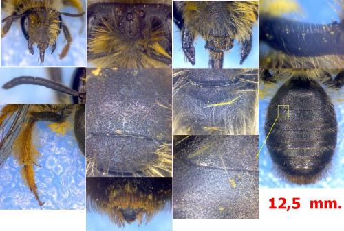 Andrena sp.