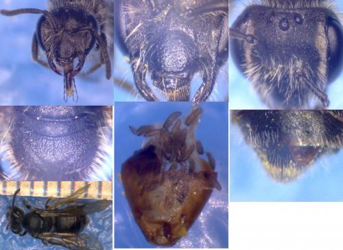 Andrena tenuistriata