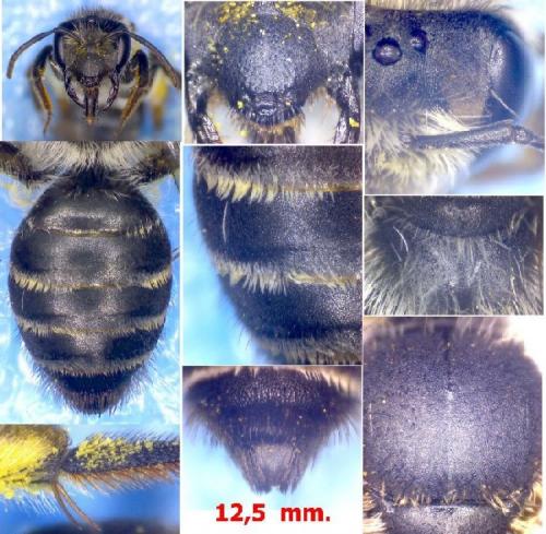 Réf. 100 320 : Andrena vetula