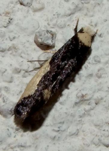 Réf. 100 255 : Monopis monachella