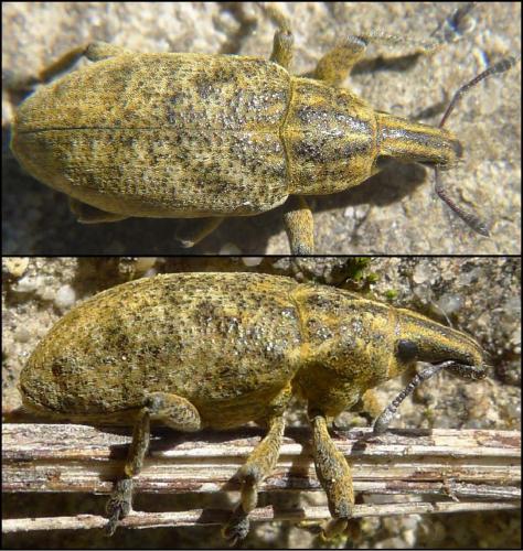 Cyphocleonus trisulcatus