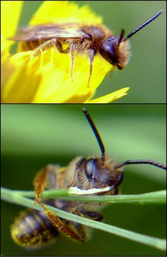 Andrena sp.