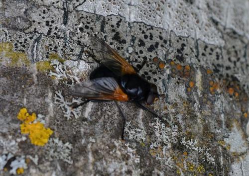 Mesembrina meridiana