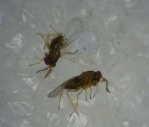 Trichogramma sp.
