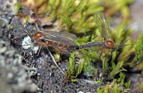 Réf. 100 519 : Sciophila sp.