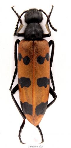 Mylabris calida
