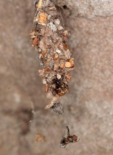Cryptachaea riparia