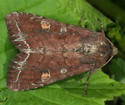 Réf. 100 418 : Lacanobia oleracea