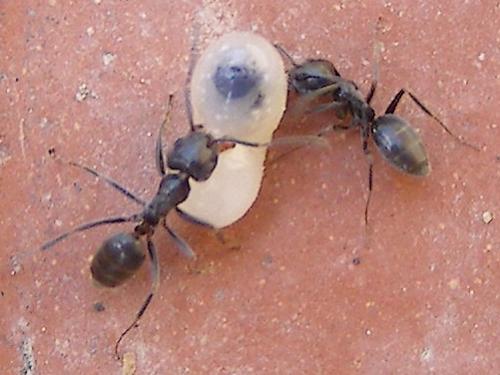 Tapinoma magnum