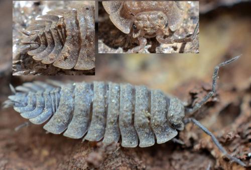 Réf. 100 041 : Oniscus simoni