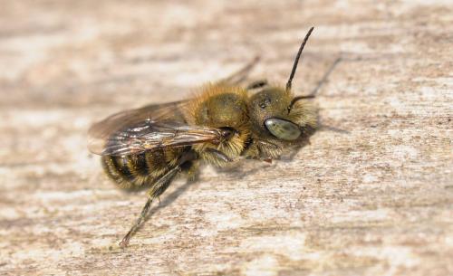 Osmia sp.
