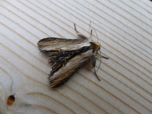 Réf. 100 413 : Cucullia sp.