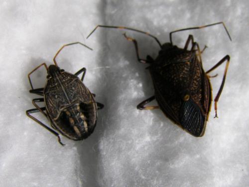 Poecilometis sp.