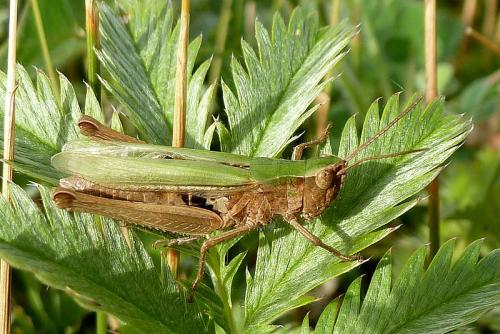 Réf. 100 102 : Chorthippus dorsatus dorsatus