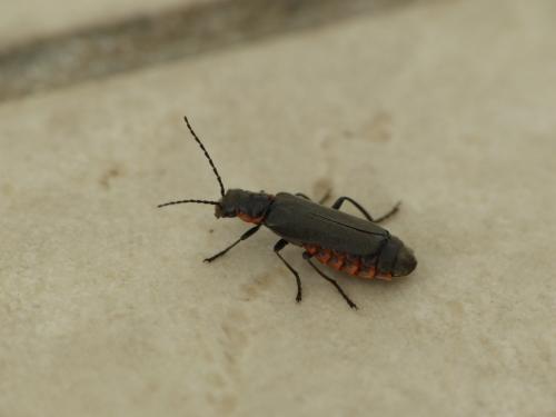Cantharis pulicaria