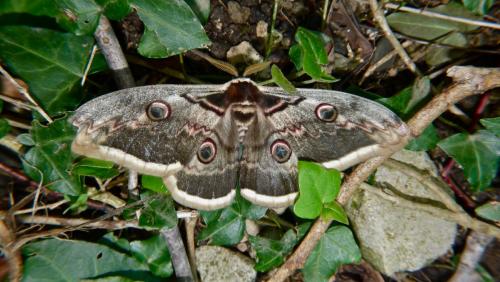Réf. 100 979 : Saturnia pyri